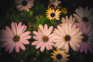 Still life flowers- background art