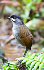 Jocotoco Antpitta, Grallaria ridgelyi