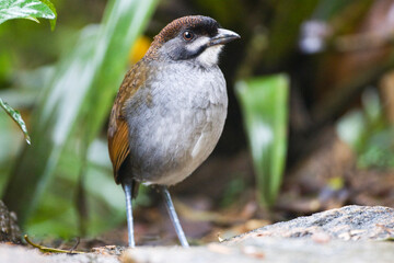 Jocotoco Antpitta, Grallaria ridgelyi