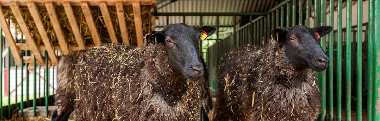 Black Welsh mountain sheep in ranch barn