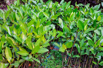 Mangrove Swamp At Jakarta, Indonesia