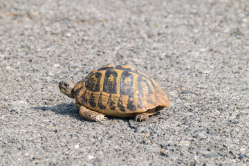 Hermann's tortoise (Testudo hermanni) on the road in Montenegro.