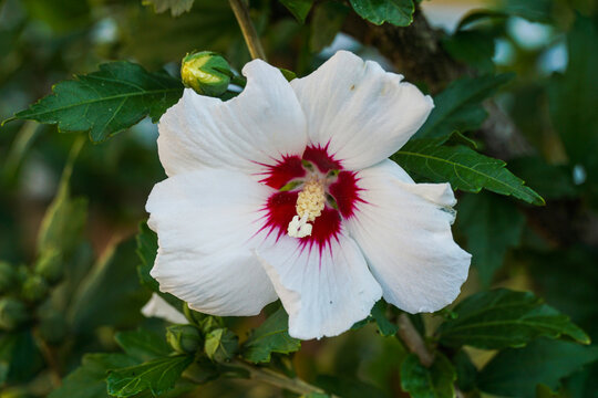 Hibiscus syriacus Red Heart Rose Mallow, Rose of Sharon,Hardy Shrub