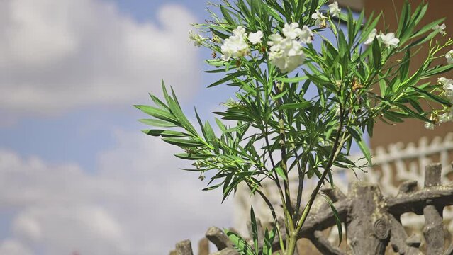Oleander plant in the garden