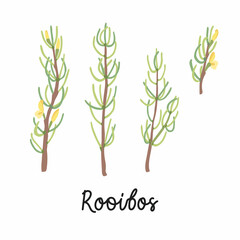 Fototapeta na wymiar Rooibos branches with flowers hand drawn flat illustrations. With the inscription - Rooibos. Vector isolated on white background.