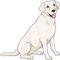 Labrador golden retriever sitting drawing vector illustration dog tosa inu, smile, 