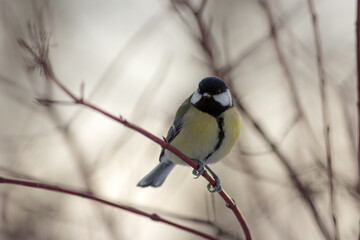 portrait of a titmouse