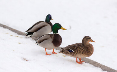 three ducks on snow
