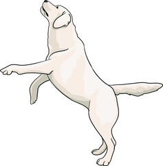dog standing on hind legs labrador tosa inu vector illustration, eps, cartoon, vector