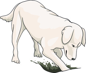 The white dog digs a hole in the ground labrador, golden retriever, tosa inu, illustration, cartoon, vector, eps
