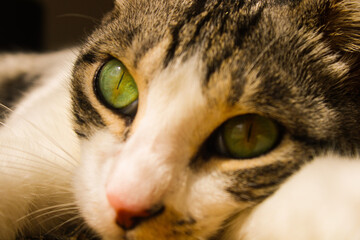 close up portrait of a cat