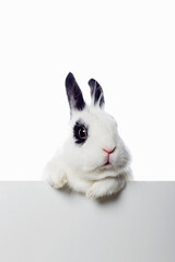 funny white rabbit with black ears and eyes