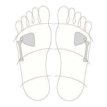 Fussreflexzonen - Skelett - Schultergelenke und Oberarme - Infografik vom Fu&szlig; plantar