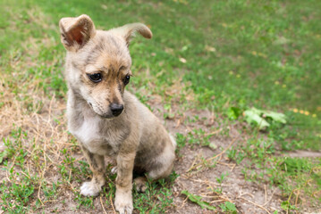 little puppy in the garden sits on the grass. Little mongrel.