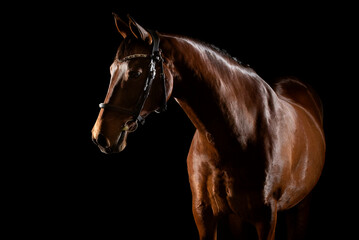 Fine art equine photo session of brown horse in black bridle looking to the left with ears forward,...