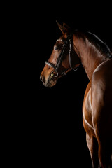 Fine art equine photo session of brown horse in black bridle looking over his shoulder, black background 