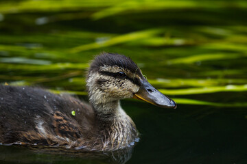 Mallard Duck Chick Close Up