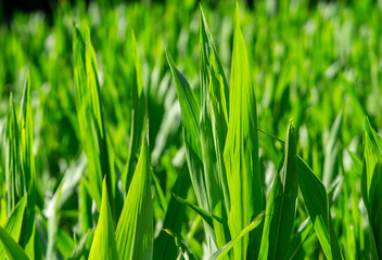 green genetic corn grass background 