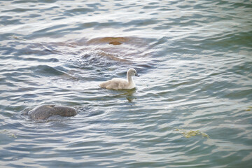 Little swan in baltic sea