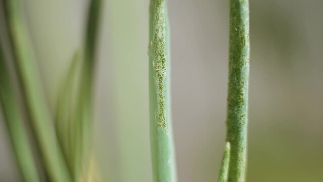Light pests, springtails crawl and eat the green stem of the plant. Painful, spotted green onion leaf. Insects with segmented body, antennae and legs, close-up, macro video.
