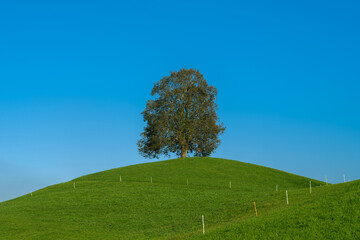 Fototapeta na wymiar Beautiful hills, blooming meadows and lonely tree in Swiss Alps