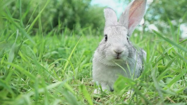 cute fluffy light gray easter bunny sits on a green meadow in sunny weather, close-up. Portrait of a domestic tame rabbit. Easter concept