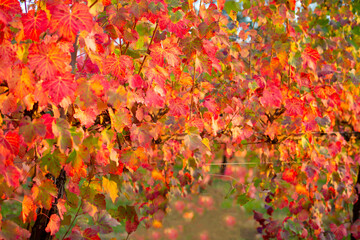 Close up vineyard in autumn.Vine leaves turn yellow and red in autum.Vine vines in autumn.Selective focus