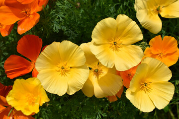 Delicate yellow flowers of the Ashsholtsia of the Poppy family Papaveraceae close-up in the garden