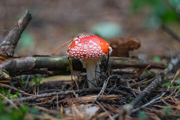 Mushroom fly agaric in the forest
