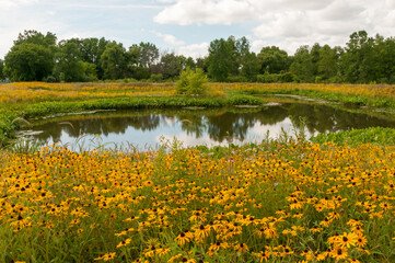 Wildflowers By The Pond