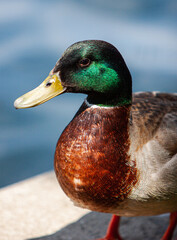 close up of a male mallard duck 3