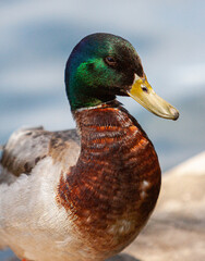 close up of a male mallard duck 2