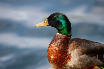 close up of a male mallard duck 1