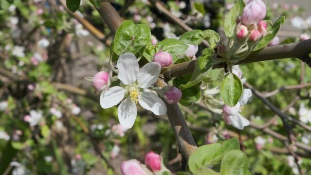 Blooming apple tree close-up. Pinkish blossom of an apple tree. Spring flowering apple tree