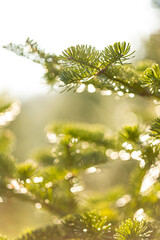 sparkling dew on a pine tree in the morning sun