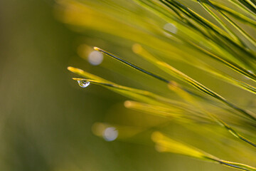 dew drop on a pine needle 2