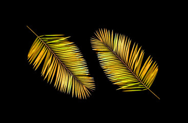 Closeup, Tropical two palm gold yellow colour leaf isolated on black background for design or stock photos, summer plant, flora pattern set