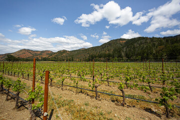 west coast vineyard in the summer 5
