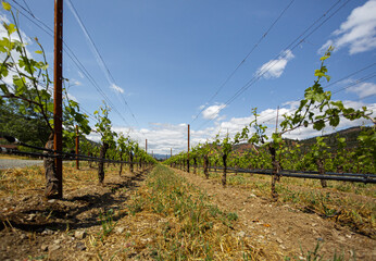 west coast vineyard in the summer 4