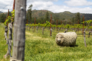 Sheep caring for grass around grapevines at a west coast vineyard