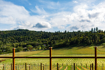 west coast vineyard in the summer 1