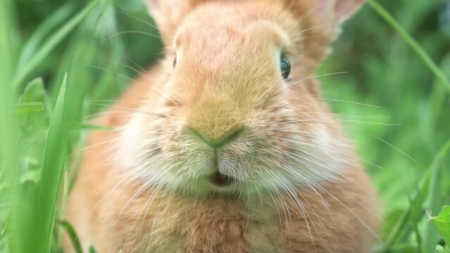 Portrait of a funny red rabbit on a green natural background in the garden with big ears and whiskers, close-up. Easter domestic bunny. slow motion