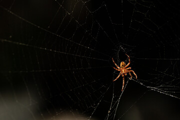spider patiently waiting on its web to capture its prey