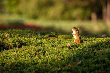 chipmunk seemingly praying on a bush in the sunlight
