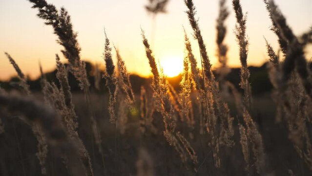 High stems of pampas grass with beautiful sunset at background. Tall wild plants slowly swaying on light breeze. Tranquil natural scene at summer evening. Blurred background. Crane shot Close up