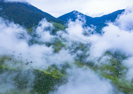 palma de cera en Toribio Cauca