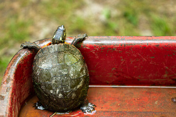 Turtle in a red wagon peering out to nature