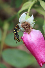 A tiny wasp perches on a flower, its delicate wings beating rapidly as it feeds on the nectar within. The petal it rests on bends slightly under its weight, the velvety texture contrasting .