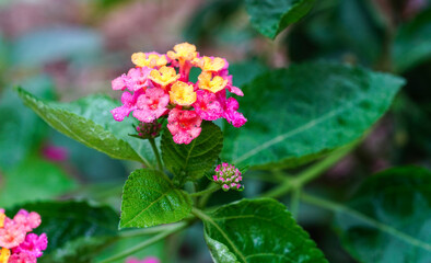 lantana camara flower,  handmade of nature. Flower landscape. Selective focus.	     