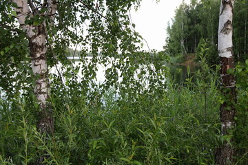 Fototapeta premium Green grass and birch trees trunks on wild lake shore at summer day. Beautiful West Russian natural landscape